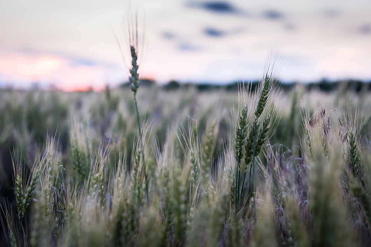 Kansas